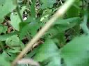 Red Eft No. 2