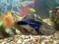 Meu aquario 