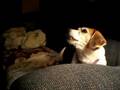 The Singing Beagle