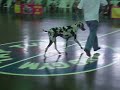 lithuania-great-danes-club-show.html