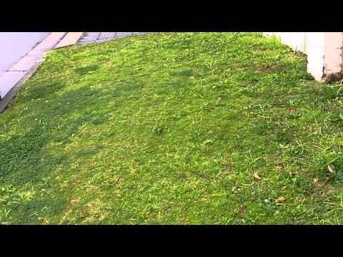 how to eliminate twitch grass