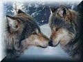 Sarah Palin is the Michael Vick of Alaska....The 2 Pitbulls