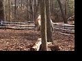 Horses rough housing music video.