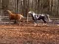 Horses rough housing music video.