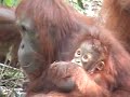 Orang-utans in Kumai