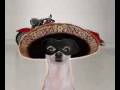 videos de weird dog 080808