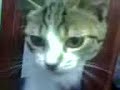 my adorable cat hurayraaaaaaaaa