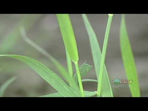 how to control quackgrass in a lawn