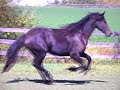 Witteveen Friesians Witteveen Friesians