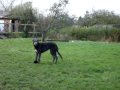 lyra Deerhound puppy at six months of age
