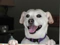 the-red-dot-my-beagle-jack-russell-.html