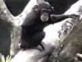 EL MONO COCHINO