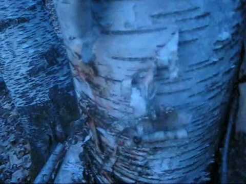 how to harvest birch syrup
