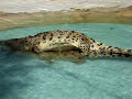 Crocodile sex