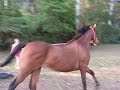 Jumping jamsie 1 meter + Jumping jamsie 1 meter +