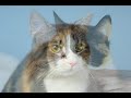 Cat Training Tips Cat Training Tips