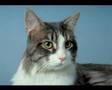 Cat Training Tips