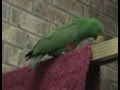 eclectus parrot talking georgie