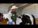 Pregnant Horse Care : Horse Pregnancy: After the Birth Pregnant Horse Care : Horse Pregnancy: After the Birth