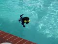 Pug swimming Pug swimming