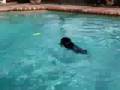 Pug video