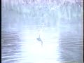 Heron spear big fish, Egret & Great Blue Heron tog Rare view Heron spear big fish, Egret & Great Blue Heron tog Rare view