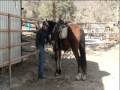 videos de Unsaddling a Horse
