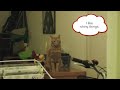 Funny Cat Fights Mirror