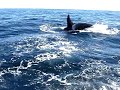 orka
