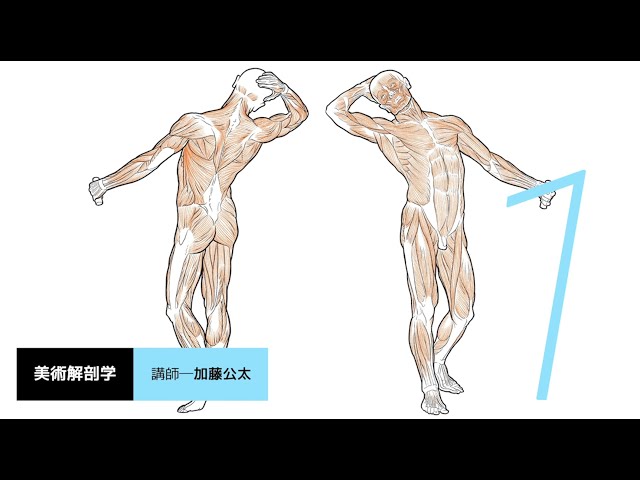 「美術解剖学」担当教員：加藤公太