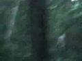 michigan bigfoot sighting on film
