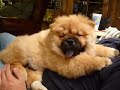 chow-chow-puppy-ushi-2.html
