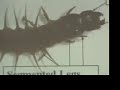 insect-anatomy-and-dichotomous-key-use.html