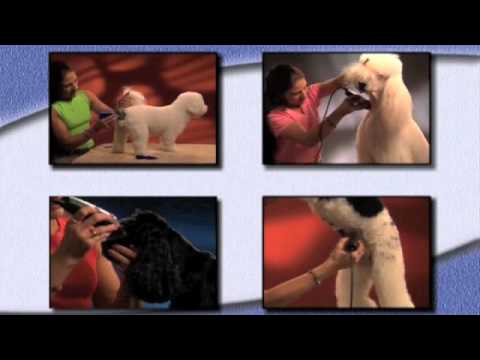 Wahl Pet Grooming Tips and Techniques