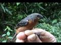 videos de Ruddy-breasted Seedeater (Sporophila minuta)