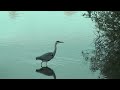 Watervogeltelling Molsbroek test Magix Video Deluxe
