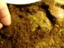 Jaba mange.wmv