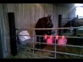 Percheron JZ Natasha 8 months old