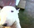 Maisie and Archie want a fuss