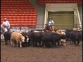 videos de Kelli Pinion & Peppy C Suzie '08 Congress $2K LR Champions