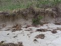 Ogunquit Dune update May 2007