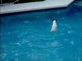 my dog can dive