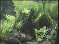 alevines de peces escalar recien nacidos