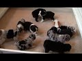 Click here to watch this video Mattie/Seger puppies day 18