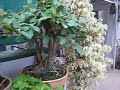 Ficus Infectoria Pilkhan Bonsai in a nursery in Delhi India Ficus Infectoria Pilkhan Bonsai in a nursery in Delhi India