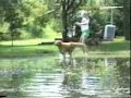 AFV - Swimming Rules