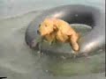AFV - Swimming Rules
