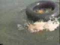 AFV - Swimming Rules