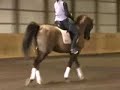 Harry Callahan American Saddlebred Dressage Canter Work