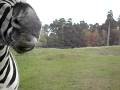 videos de Serengeti Park 2008 - Zebras und so